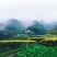 菊花茶开花