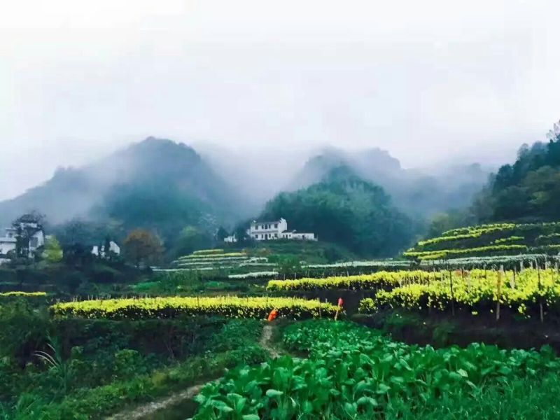 菊花茶开花