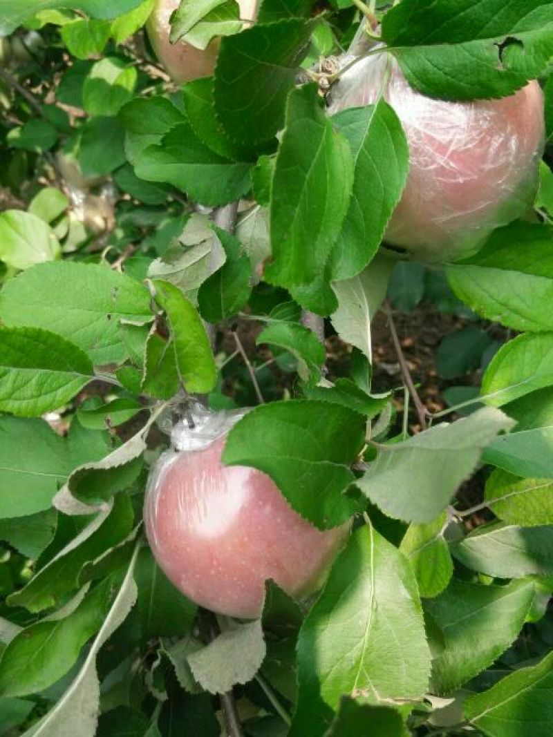 红富士苹果70mm以上膜袋