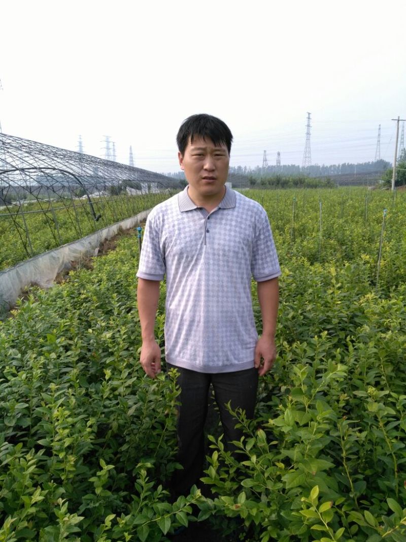蓝莓苗2年以上50~80cm
