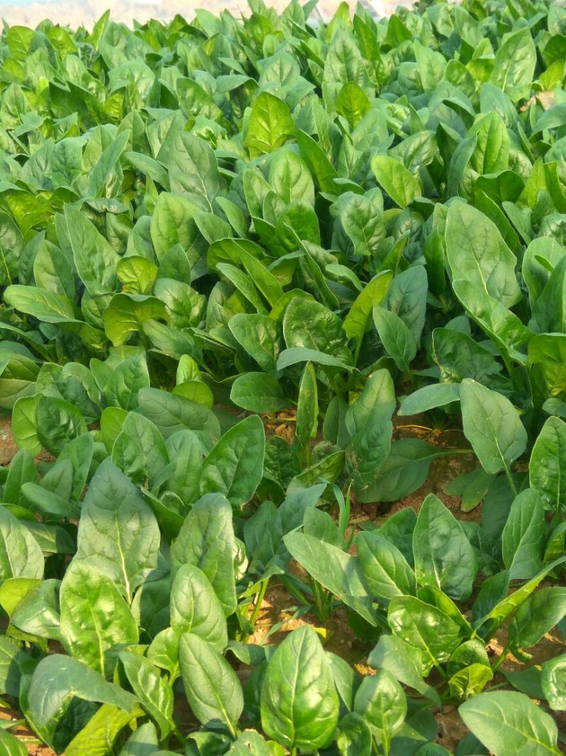 大叶菠菜20~25厘米
