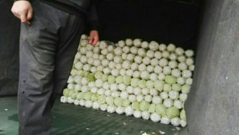 北京新三号义和秋玲珑黄黄心白菜夏阳白菜山东白菜张北白菜