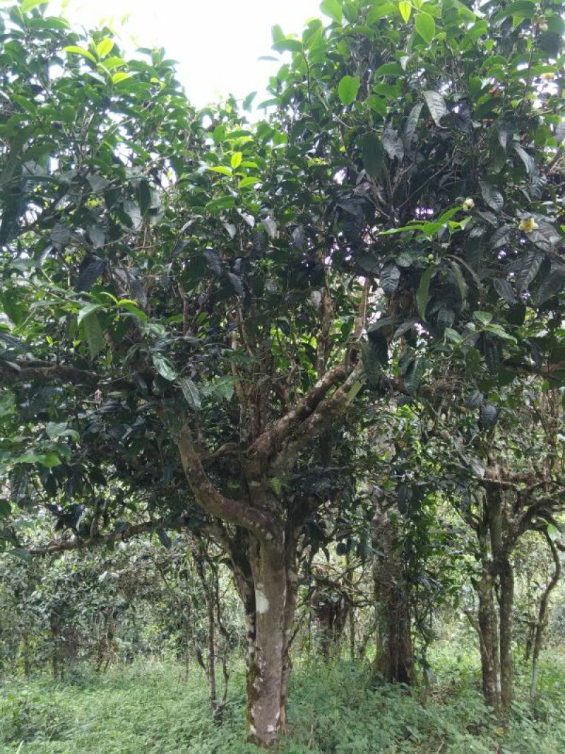 古树普洱茶二级