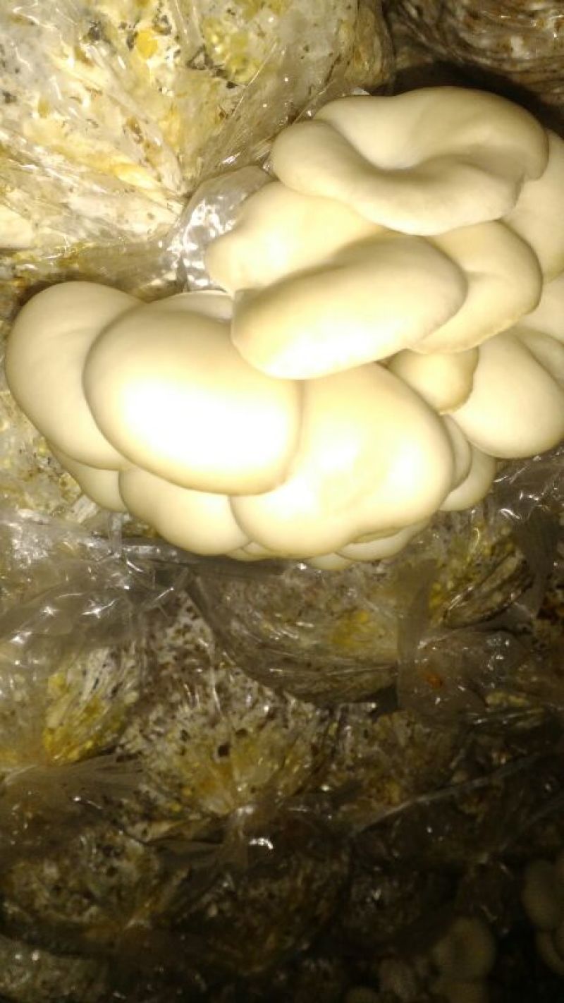 平菇菌种栽培种，一手好货，欢迎咨询采购。