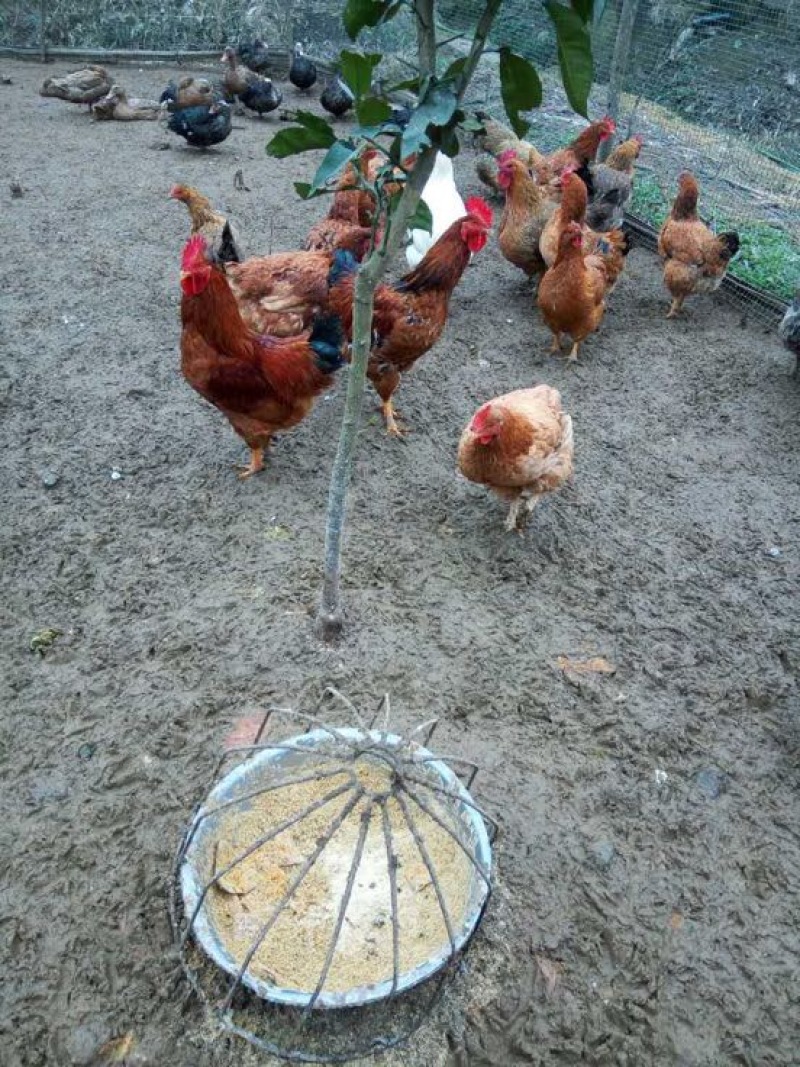 土鸡蛋