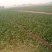 大叶菠菜15~20厘米