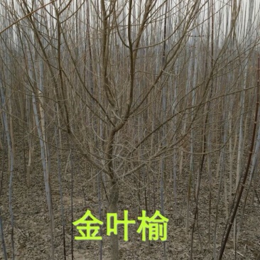 金叶榆2~4cm4cm以下1.5~2m