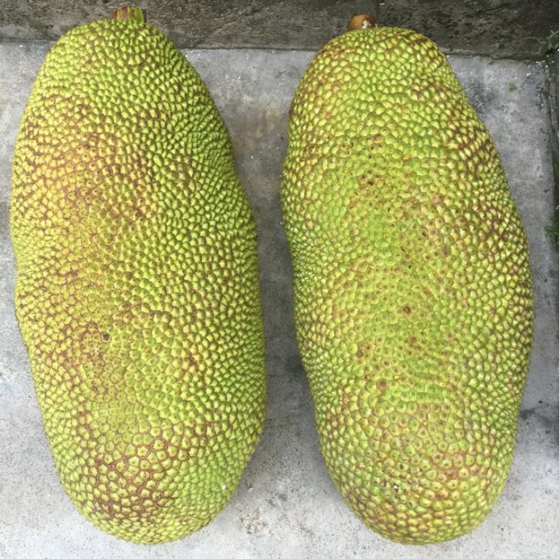 菠萝蜜