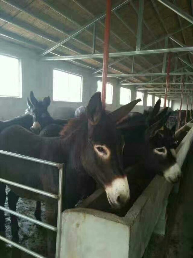 驴肉鲜货