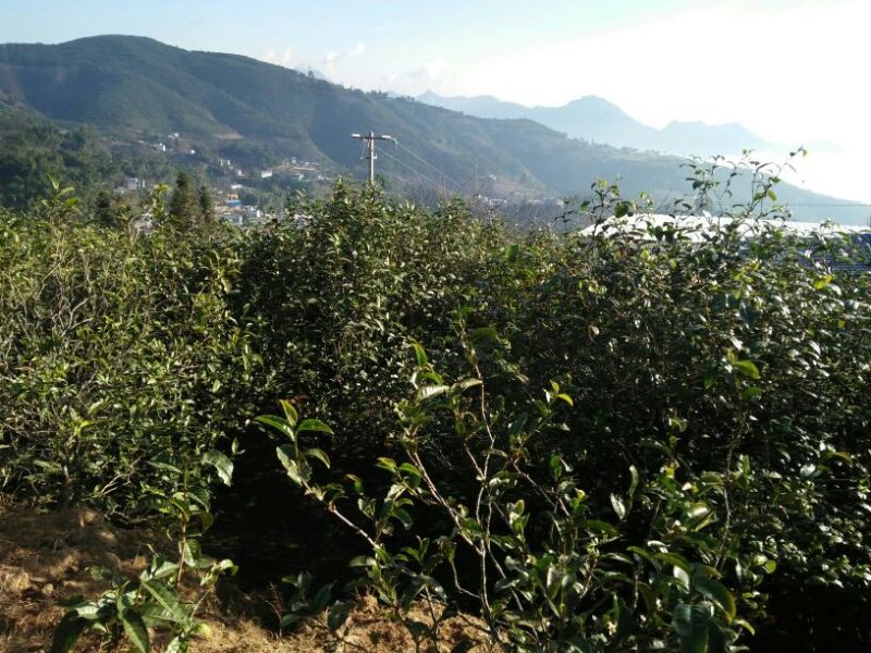 古树普洱茶一级