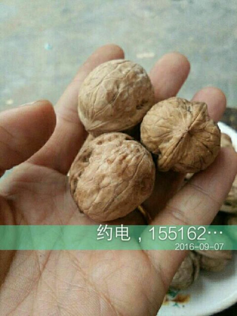 野生核桃25mm以下去皮