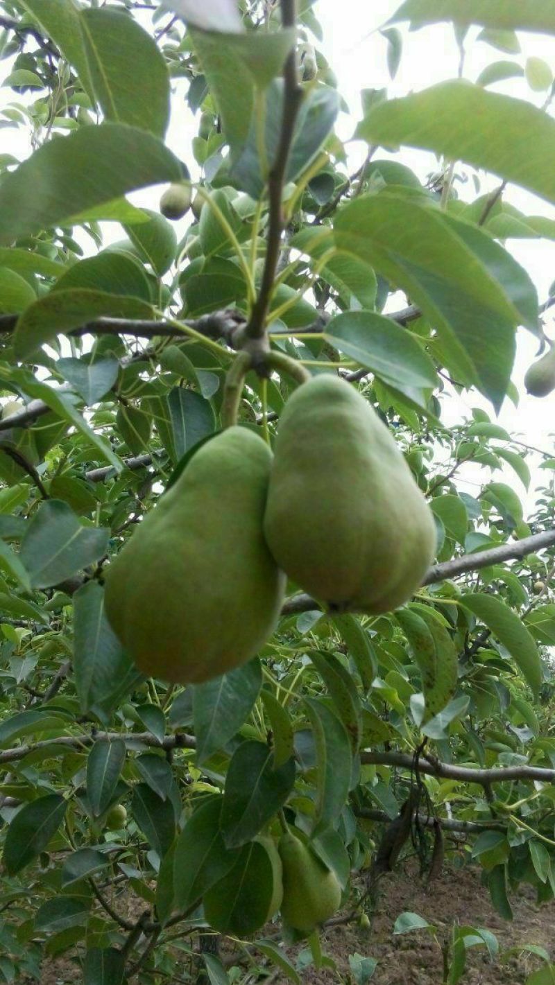 大头梨