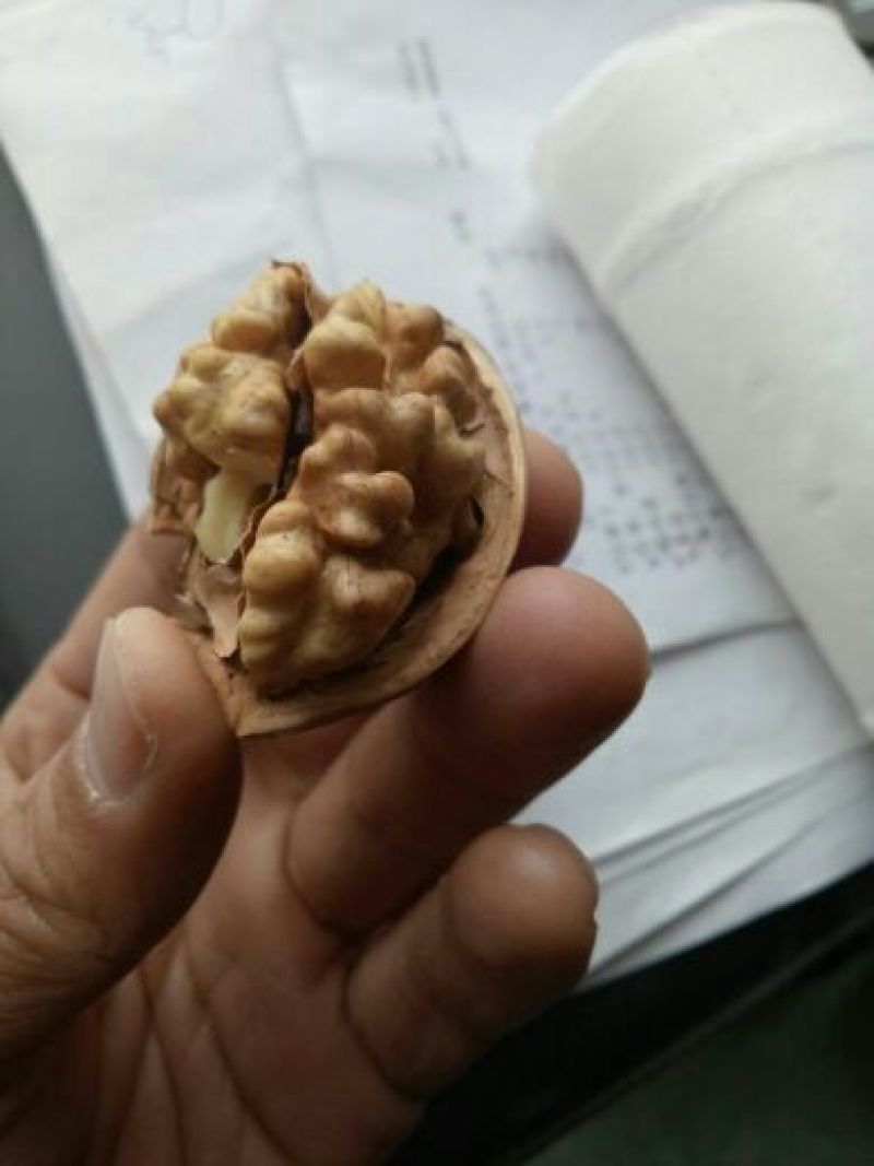 新疆185核桃去皮干