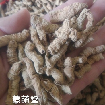 巴戟天特级