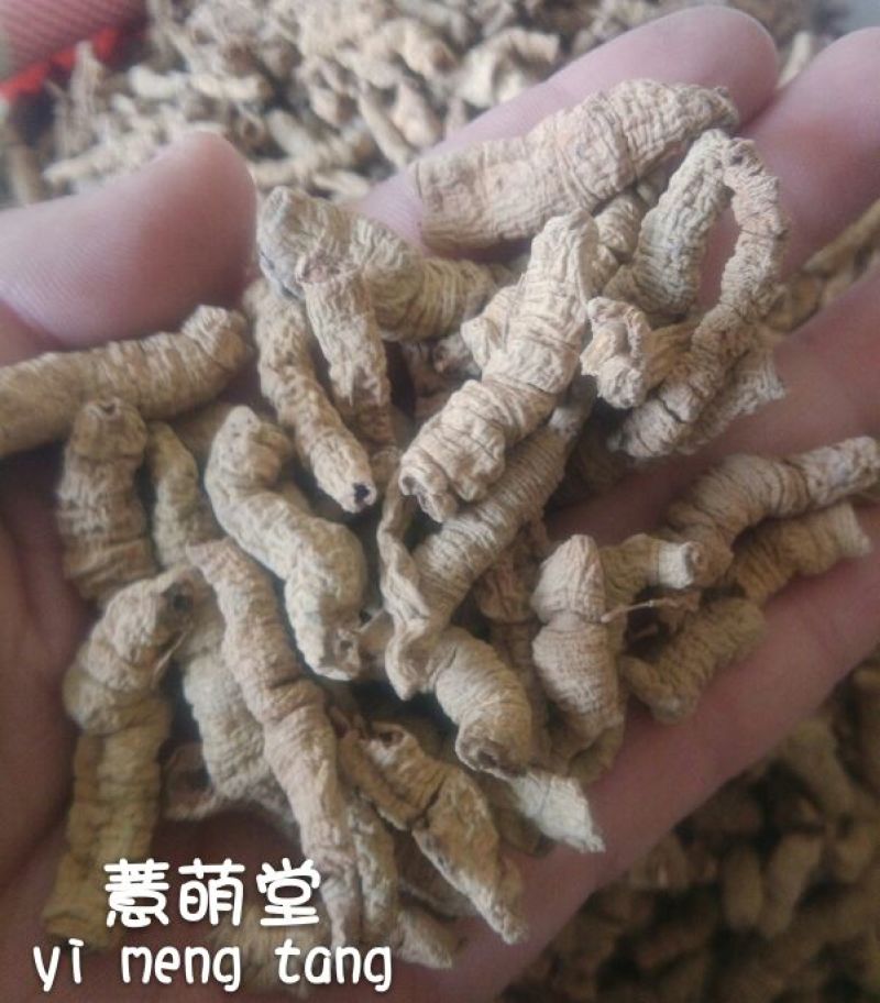 巴戟天特级