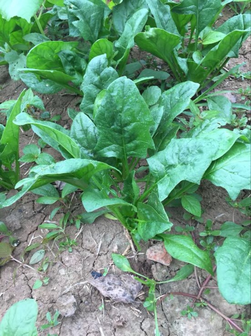 菠菜