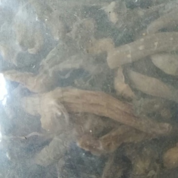 玉竹干