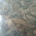 玉竹干