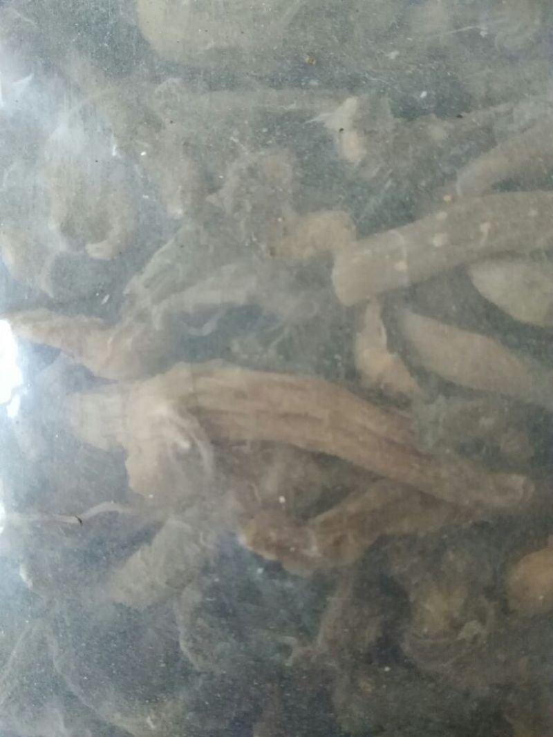 玉竹干