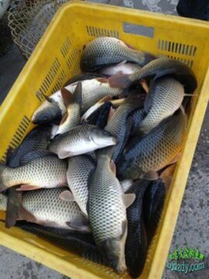 河鲤鱼食用0.5~1公斤