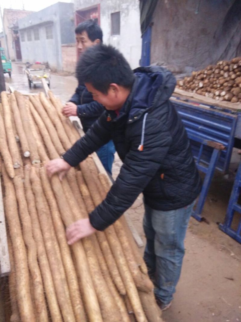 九斤黄山药3~4厘米