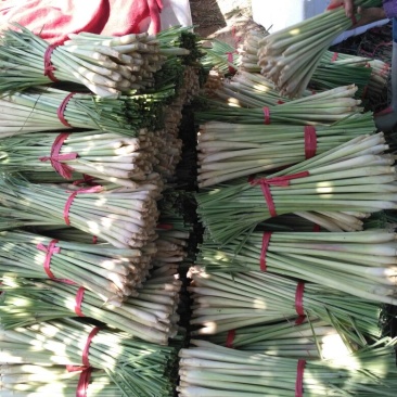 香茅，泰国香茅，越南香茅，基地供货，量大更优惠