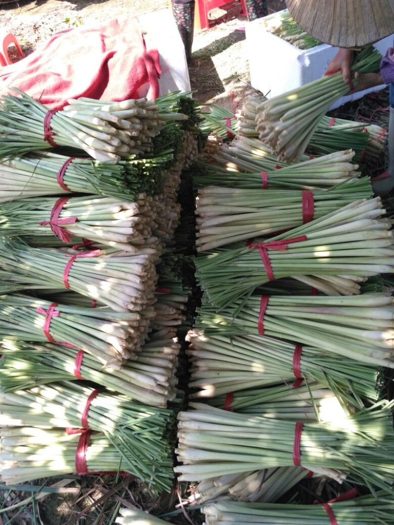 香茅，泰国香茅，越南香茅，基地供货，量大更优惠
