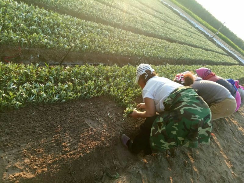 沙棘苗万亩基地货量充足对接各大电商平台代发代卖
