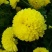 菊花茶