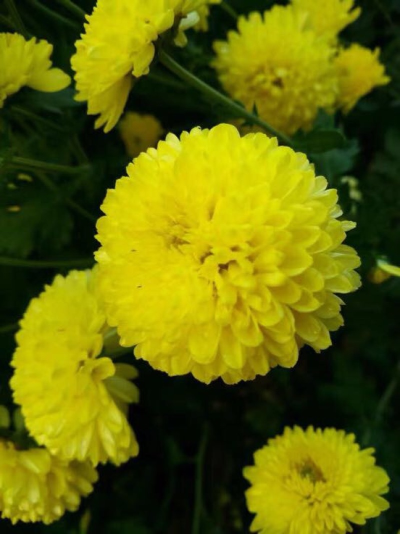 菊花茶