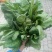 菠菜20~25厘米
