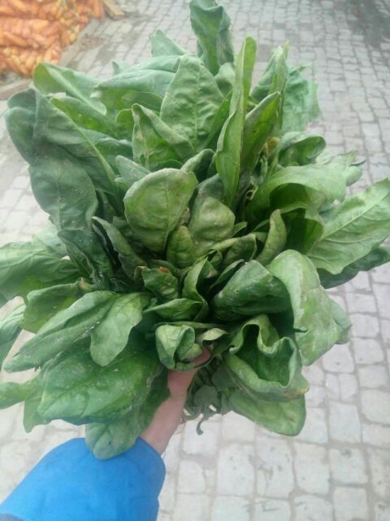 菠菜20~25厘米