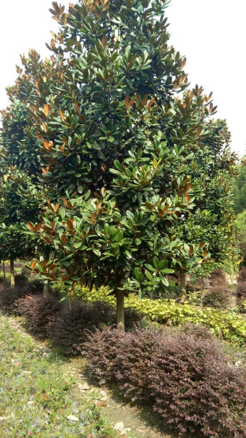 广玉兰10~12cm