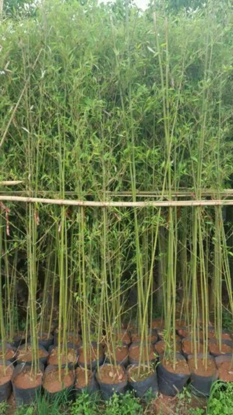 竹子3~4m