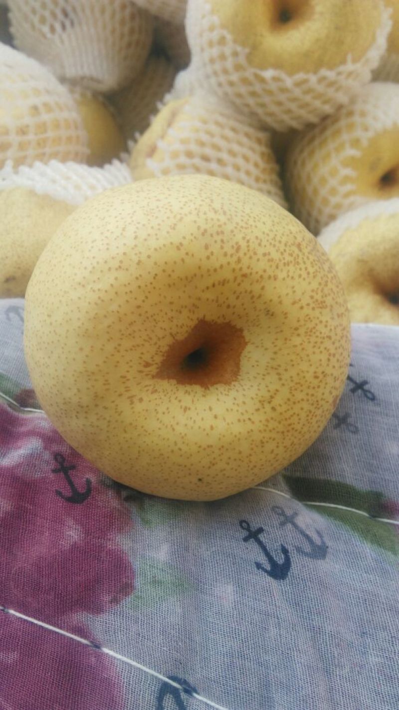 酥梨450~500g纸箱