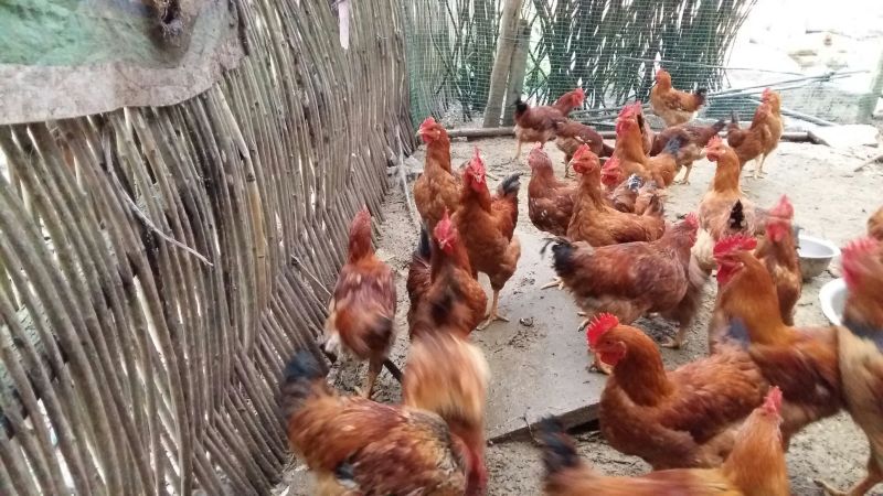三黄鸡6~9月