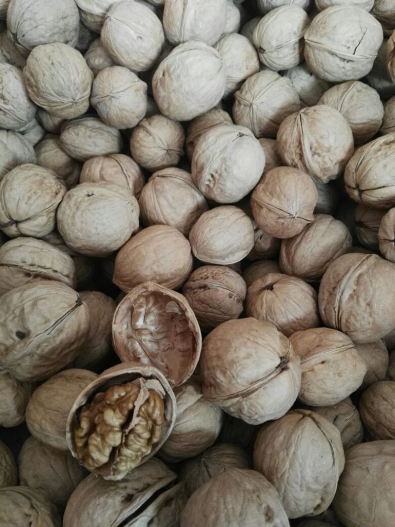 纸皮核桃去皮干