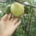 贡梨150~200g纸箱