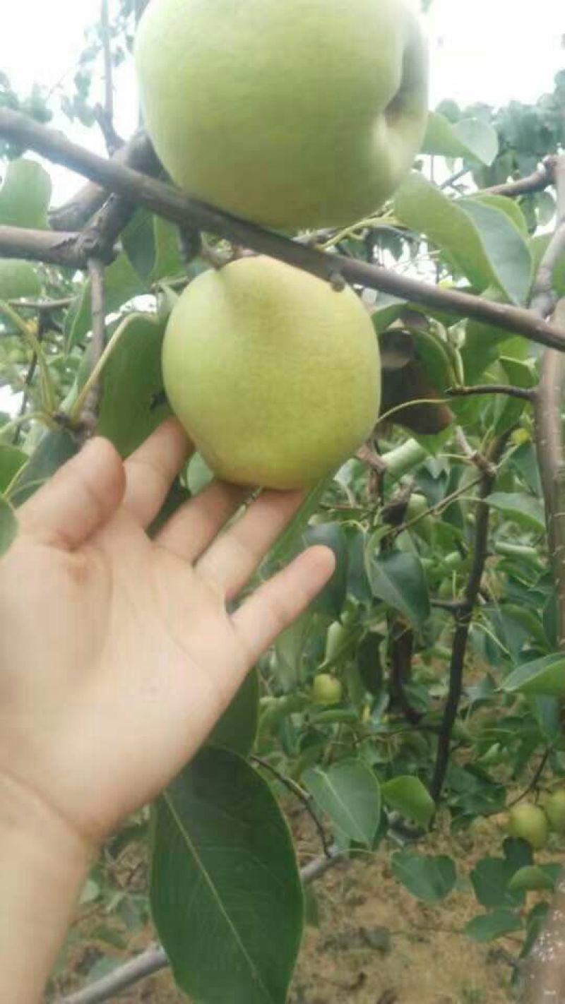 贡梨150~200g纸箱