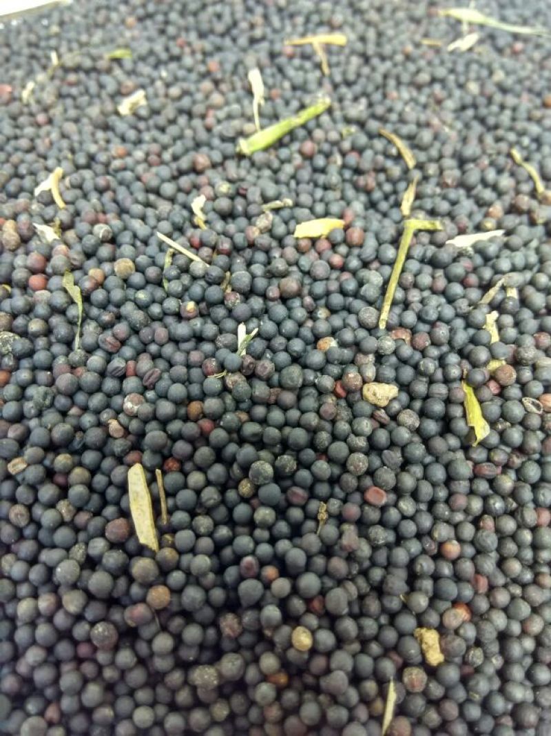 油菜籽1