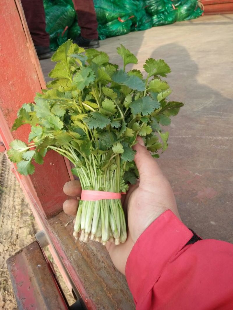 小叶香菜25~30厘米以上