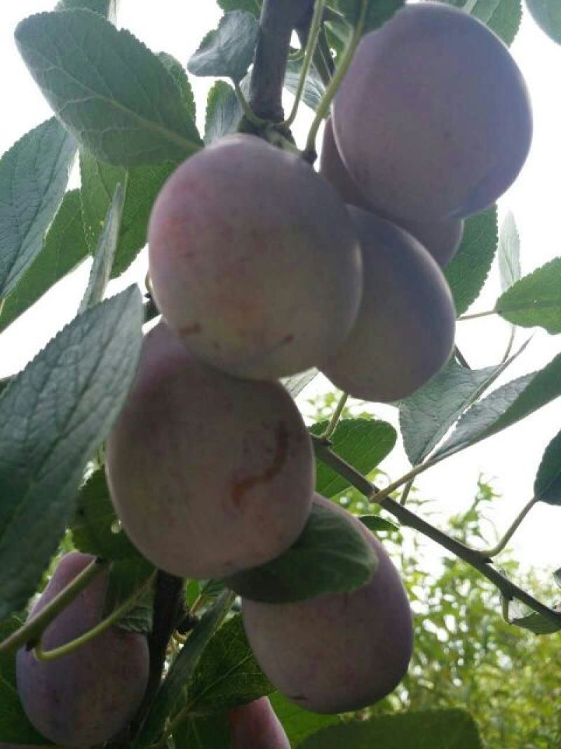 西梅法兰西西梅
