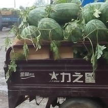 京欣西瓜