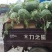 京欣西瓜