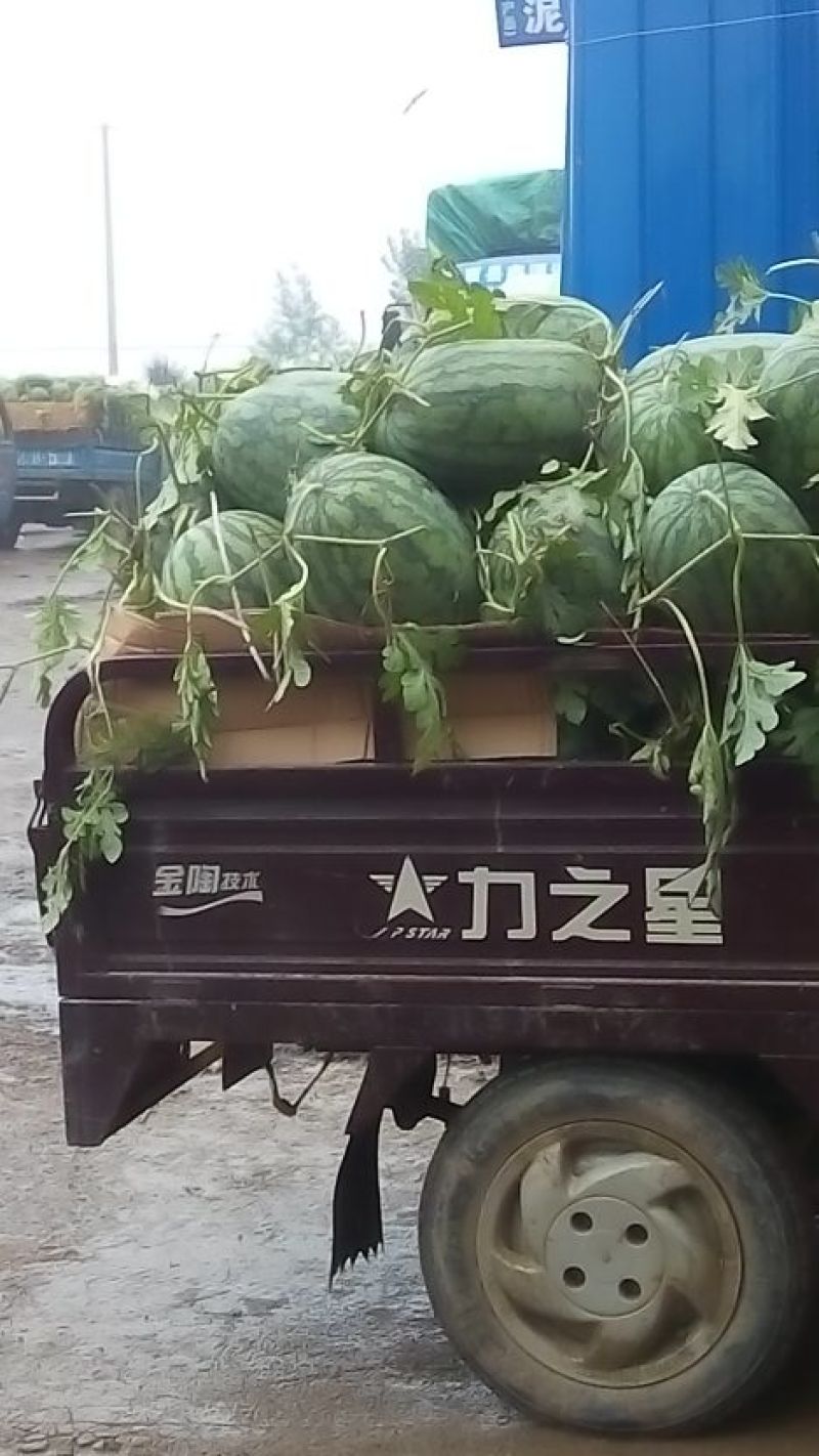 京欣西瓜