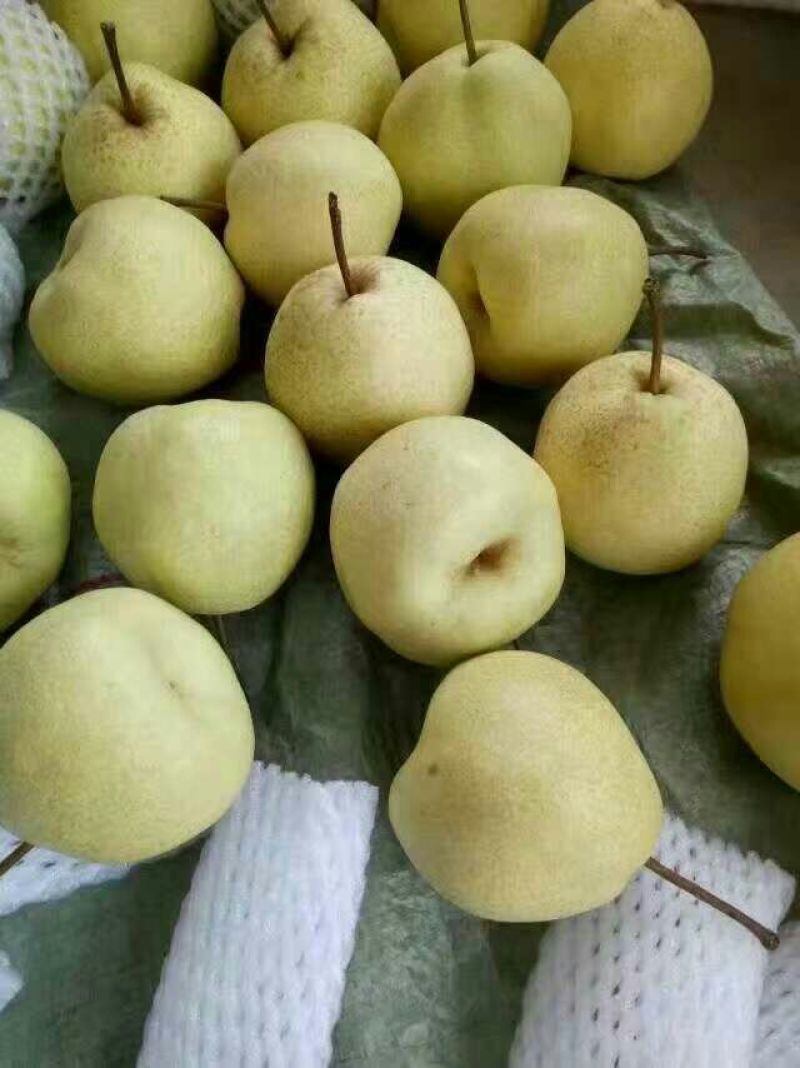 蒲城酥梨
