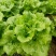 【推荐】南通一级精品生菜意大利生菜高端品质基地直供