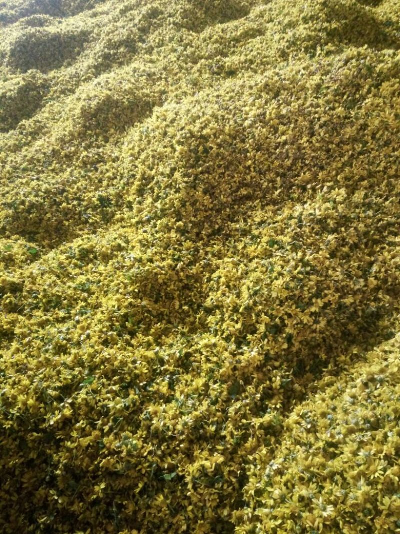 野菊花颗粒