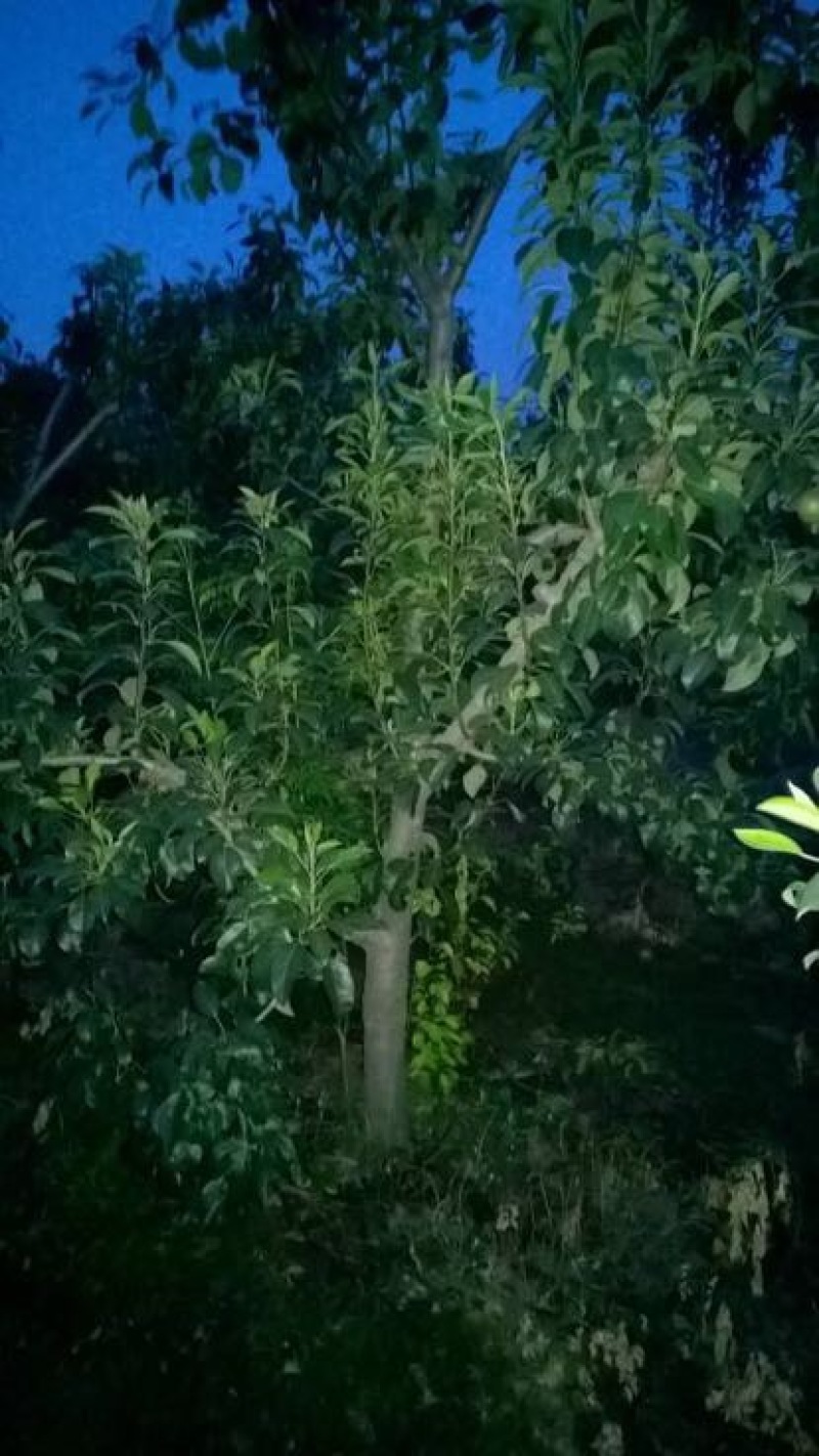 双节黄梨梨树苗