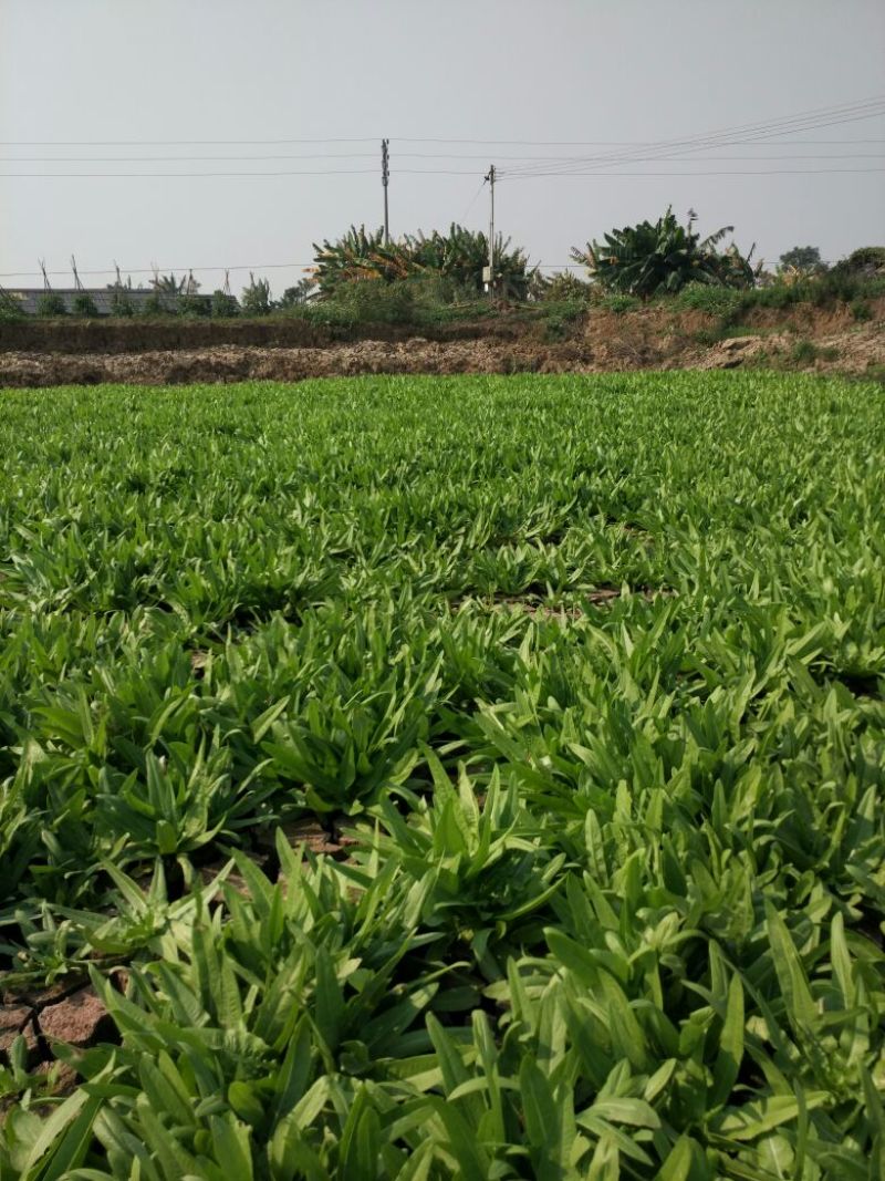 红香油麦菜30~35厘米以上